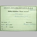 znalezisko 19930804.KRAM113078.jkr - Coronopus squamatus (wronóg grzebieniasty); Warszawa, Powązki