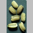 znalezisko 19720527.KRAM229228.jkr - Valerianella carinata (roszpunka ostrogrzbiecista)