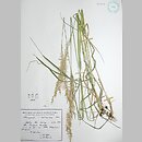 trzcinnik zwodniczy (Calamagrostis Ã—hartmaniana)