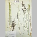 trzcinnik purpurowy (Calamagrostis purpurea)