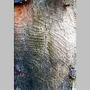 znalezisko 00010000.3.jm - Acer pseudoplatanus (klon jawor); łęg nad Bobrem w okolicach Lwówka Śląskiego