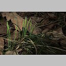 znalezisko 00010000.10_01_27.jmak - Carex alba (turzyca biała); Schw. Alb., Niemcy