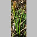 znalezisko 00010000.10_01_28.jmak - Carex caryophyllea (turzyca wiosenna); Schw. Alb., Niemcy