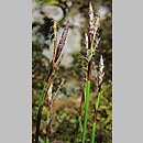 znalezisko 00010000.10_01_29.jmak - Carex digitata (turzyca palczasta); Schw. Alb., Niemcy