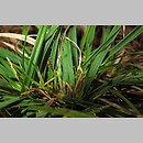 znalezisko 00010000.10_01_32.jmak - Carex ornithopoda (turzyca ptasie łapki); Schw. Alb., Niemcy