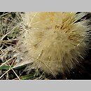 znalezisko 00010000.10_01_33.jmak - Carlina acaulis ssp. acaulis (dziewięćsił bezłodygowy typowy); Schw. Alb., Niemcy