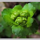 znalezisko 00010000.09_1b25.jmak - Chrysosplenium alternifolium (śledziennica skrętolistna); Sigmaringen, Niemcy 