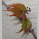 znalezisko 00010000.10_01_5.jmak - Parthenocissus tricuspidata (winobluszcz trójklapowy); Sigmaringen, Niemcy