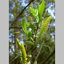 znalezisko 00010000.10_01_53.jmak - Salix triandra (wierzba trójpręcikowa); Schw. Alb., Niemcy