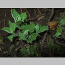 znalezisko 00010000.10_01_21.jmak - Salvia glutinosa (szałwia lepka); ogród zielny, Niemcy  