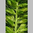 znalezisko 20200800.5.jmak - Setaria viridis (włośnica zielona); wsch.Niemcy