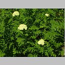 znalezisko 00010000.09_9_14.jmak - Achillea macrophylla (krwawnik wielkolistny); Sigmaringen, Niemcy