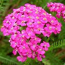 Achillea millefolium (hort.) Cerise Queen