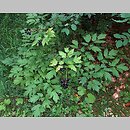 znalezisko 00010000.09_1b13.jmak - Actaea spicata (czerniec gronkowy); Donautal, Niemcy