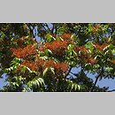 znalezisko 00010000.312.jmak - Ailanthus altissima (bożodrzew gruczołowaty)