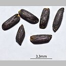 znalezisko 20200630.1.jmak - Alliaria petiolata (czosnaczek pospolity)