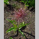 znalezisko 00010000.09_2_2.jmak - Allium schubertii (czosnek Schuberta); Sigmaringen Niemcy