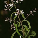 Aloysia citrodora (lippia trÃ³jlistna)