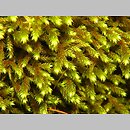 znalezisko 00010000.20.jmak - Antitrichia curtipendula (jeżolist zwyczajny); poł-zach. Niemcy