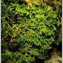 znalezisko 00010000.6.jmak - Apometzgeria pubescens (widlicowiec omszony); poł-zach. Niemcy