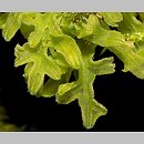 widlicowiec omszony (Apometzgeria pubescens)