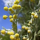 znalezisko 00010000.u07_2.jmak - Artemisia absinthium (bylica piołun); okolice Łeby
