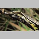 znalezisko 00010000.09_10_14.jmak - Astragalus glycyphyllos (traganek szerokolistny); Sigmaringen Niemcy