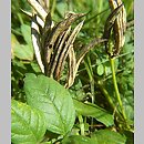 znalezisko 00010000.06b_65.jmak - Astragalus glycyphyllos (traganek szerokolistny); Donautal BW.Niemcy