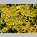 znalezisko 00010000.11.jmak - Blepharostoma trichophyllum (rzęsolistek włoskowaty); poł-zach. Niemcy