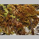 znalezisko 00010000.29.jmak - Campyliadelphus chrysophyllus (złotnik suchy); poł-zach. Niemcy