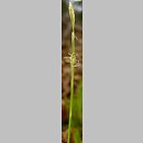 znalezisko 00010000.08_2_1.jmak - Carex alba (turzyca biała); Niemcy