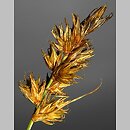 znalezisko 00010000.08_1_4.jmak - Carex arenaria (turzyca piaskowa); Jastrzębia Góra