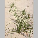 znalezisko 00010000.u07_6.jmak - Carex arenaria (turzyca piaskowa); Łeba,  wejście na plażę