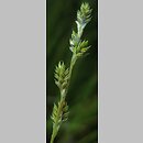 znalezisko 00010000.09_2_30.jmak - Carex canescens (turzyca siwa); Bad Schüssenried Niemcy