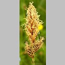 znalezisko 00010000.08_2_4.jmak - Carex disticha (turzyca dwustronna); Bad Schüssenried, Niemcy