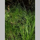 znalezisko 00010000.09_2_31.jmak - Carex elongata (turzyca długokłosa); Bad Schüssenried Niemcy