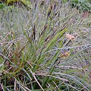 turzyca sina (Carex flacca)