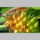 znalezisko 00010000.09_4_7.jmak - Carex flava (turzyca żółta); Niemcy