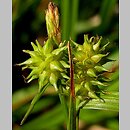 Carex flava (turzyca Å¼Ã³Å‚ta)