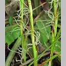 znalezisko 00010000.09_10_2.jmak - Carex humilis (turzyca niska); Sigmaringen Niemcy