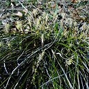 Carex humilis (turzyca niska)