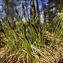 Carex montana (turzyca pagÃ³rkowa)
