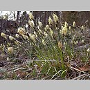 znalezisko 00010000.09_1b5.jmak - Carex montana (turzyca pagórkowa); Donautal, Niemcy