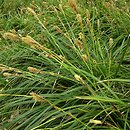 Carex morrowii (turzyca japońska)