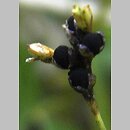 znalezisko 00010000.08_5e.jmak - Carex ornithopoda (turzyca ptasie łapki); Donautal, Niemcy