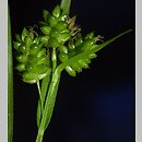 znalezisko 00010000.08_3f.jmak - Carex pallescens (turzyca blada); Sigmaringen, Niemcy