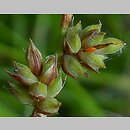 znalezisko 00010000.09_2_32.jmak - Carex pilulifera (turzyca pigułkowata); Bad Schüssenried Niemcy