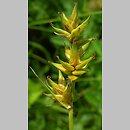 znalezisko 00010000.09_5_10.jmak - Carex spicata (turzyca ściśniona); trawnik, Sigmaringen, Niemcy