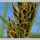 znalezisko 00010000.09_2_4.jmak - Carex vulpina (turzyca lisia); Sigmaringen Niemcy