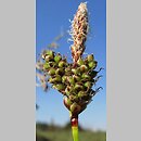 znalezisko 20110422.1.jmak - Carex ericetorum (turzyca wrzosowiskowa); Degerfeld, Niemcy